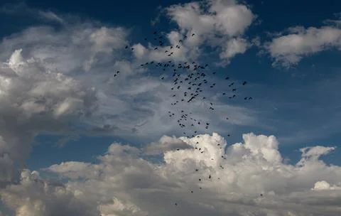 Blue sky with white clouds and hundreds of birds flying in silhouette Stock Photos