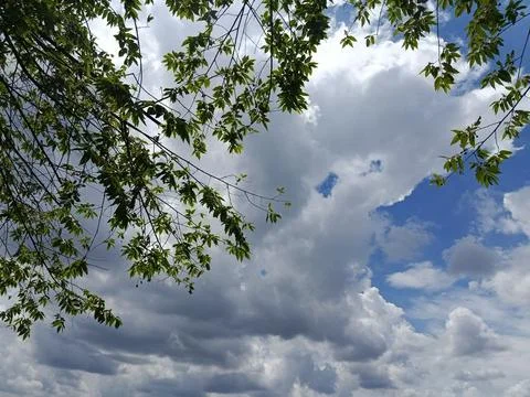 Blue Sky with White Clouds and Tree Leaves Stock Photos