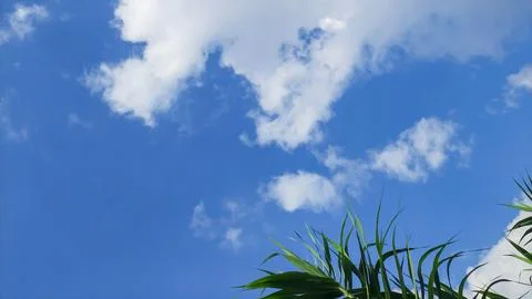 Blue Sky with White Clouds and Fresh Green Grass Blades Natural Background. Stock Photos