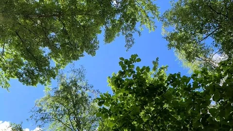 Blue sky with white clouds. Branches of trees in the foreground overhead. Stock Footage 161068803
