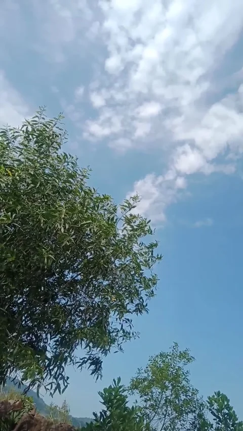 Blue Sky White Clouds with Green Tree Leaves Swaying in Wind Stock Footage 336071112