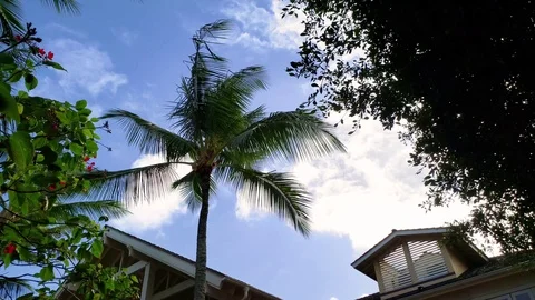 Blue sky with white clouds. house with a red roof and palm trees. exotic country Stock Footage 105886502