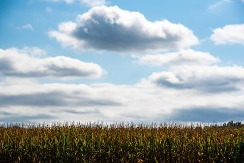 Blue sky with white clouds. Maize field, agriculture concept. Stock Photos