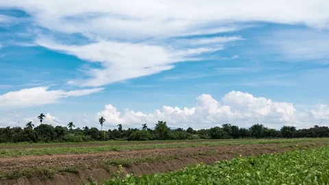 Blue sky with white clouds moving and rolling over the vegetable plot. Vídeos de archivo 82965186