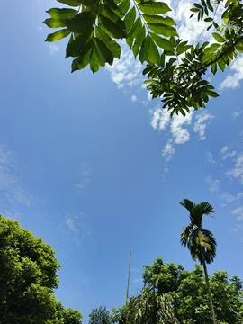 Blue Sky With White Clouds Nature Sky Landscape Green Trees Under Blue Sky  Stock Photos