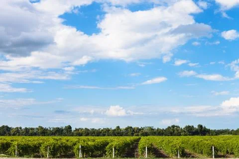 Blue sky with white clouds over vineyards, Taman Stock Photos