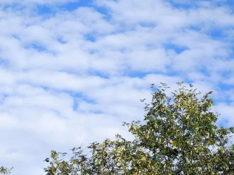 Blue sky with white clouds over the treetops on a clear day Stock Photos