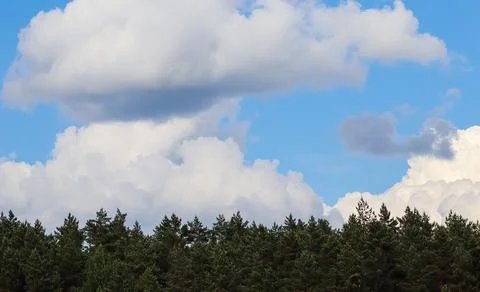 Blue sky with white clouds over pine forest Stock Photos