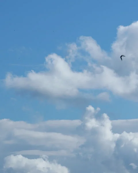 Blue sky white clouds. Puffy fluffy white clouds. Stock Footage 277634416