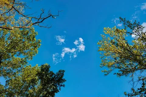 Blue sky with white clouds seen between green tree branches Stock-Fotos