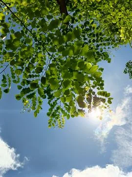 Blue sky with white clouds. The sky is clear and bright, and the clouds are scat Stock Photos