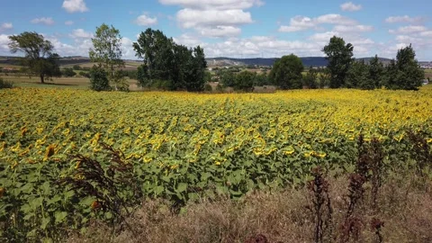 Blue sky. White clouds. Sunflower field, farm in suburbs. Vidéo 137960645