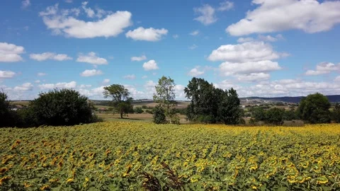 Blue sky. White clouds. Sunflower field, farm in suburbs. Stock Footage 137960655