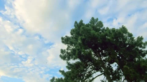Blue sky with white clouds, tree top, pine trees, birds flying in the distance.  Stock Footage 294791842