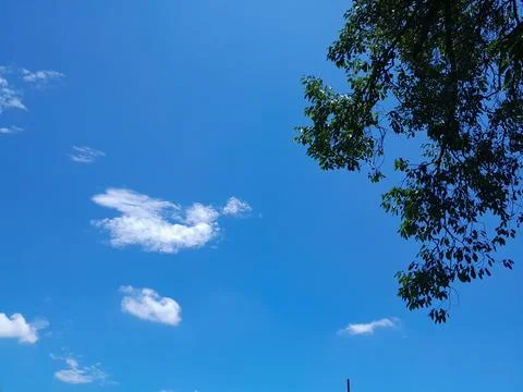 Blue sky with white clouds. Tree's branches and leaves silhouette Fotos Stock