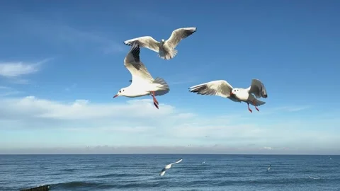 Blue sky white clouds wild birds sea ocean view feeding seagulls birds from hand Stock Footage 243319012