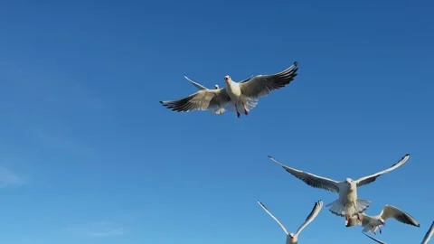 Blue sky white clouds wild birds sea ocean view feeding seagulls birds from hand Stock Footage 243319033