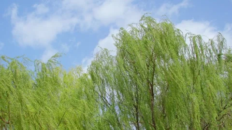 Blue sky, white clouds, willow trees, spring breeze Video stock 257289355