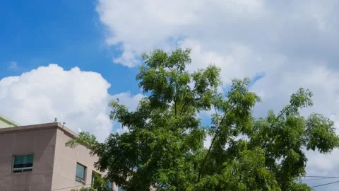 Blue Sky White Clouds Wind Blowing Green Tree Leaves Gently Nature Background 動画素材 344525245