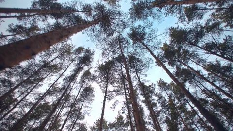 Blue sky, windy, the camera moves between the trunks of trees in the pine forest Stock Footage 107742382