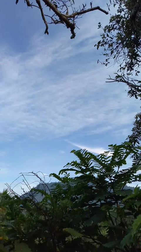 Blue sky with wispy clouds above green trees Stock Footage 331202094