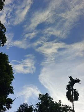 Blue Sky With Wispy Clouds Above Tropical Trees Blue Sky With Wispy Clouds  Photos