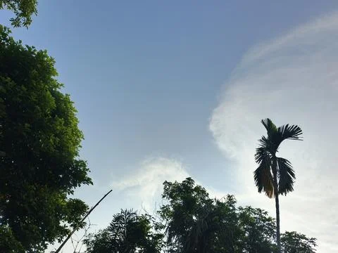 Blue Sky With Wispy Clouds Above Tropical Trees Blue Sky With Wispy Clouds  写真素材
