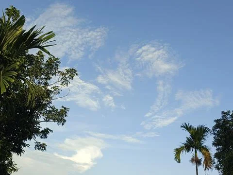 Blue Sky With Wispy Clouds Above Tropical Trees Blue Sky With Wispy Clouds  Photos