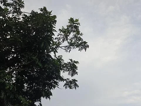 Blue Sky With Wispy Clouds Above Tropical Trees Blue Sky With Wispy Clouds  写真素材