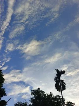 Blue Sky With Wispy Clouds Above Tropical Trees Blue Sky With Wispy Clouds  写真素材