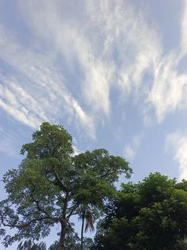 Blue Sky With Wispy Clouds Above Tropical Trees Blue Sky With Wispy Clouds  写真素材