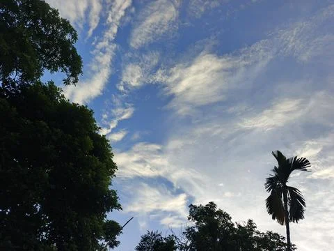 Blue Sky With Wispy Clouds Above Tropical Trees Blue Sky With Wispy Clouds  Stock Photos