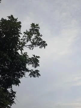 Blue Sky With Wispy Clouds Above Tropical Trees Blue Sky With Wispy Clouds  写真素材