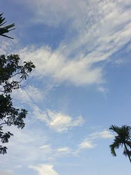 Blue Sky With Wispy Clouds Above Tropical Trees Blue Sky With Wispy Clouds  写真素材