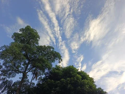 Blue Sky With Wispy Clouds Above Tropical Trees Blue Sky With Wispy Clouds  Foto stock