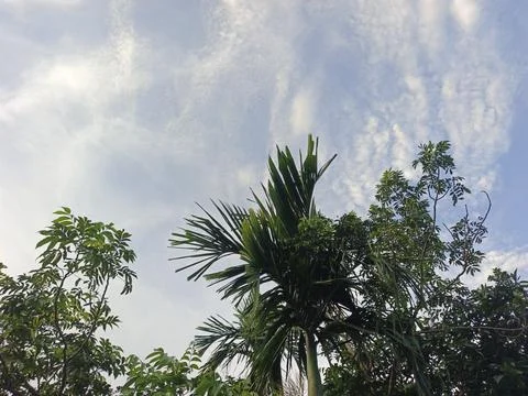Blue Sky With Wispy Clouds Above Tropical Trees Blue Sky With Wispy Clouds  Stock Photos