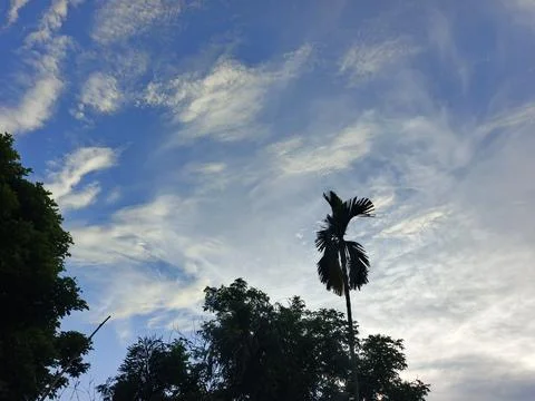 Blue Sky With Wispy Clouds Above Tropical Trees Blue Sky With Wispy Clouds  写真素材
