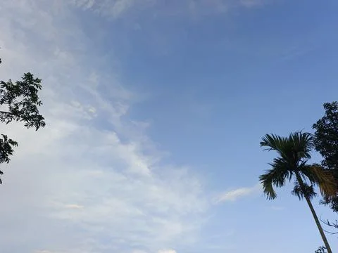 Blue Sky With Wispy Clouds Above Tropical Trees Blue Sky With Wispy Clouds  写真素材