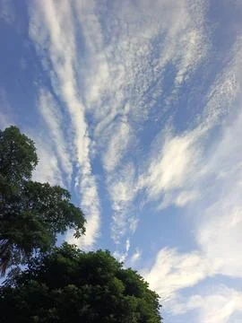 Blue Sky With Wispy Clouds Above Tropical Trees Blue Sky With Wispy Clouds  Stock Photos