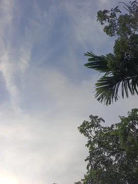 Blue Sky With Wispy Clouds Above Tropical Trees Blue Sky With Wispy Clouds  Photos