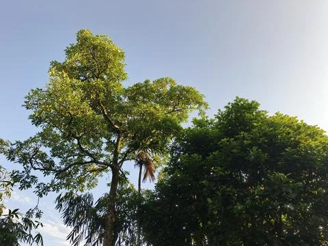 Blue Sky With Wispy Clouds Above Tropical Trees Blue Sky With Wispy Clouds  写真素材