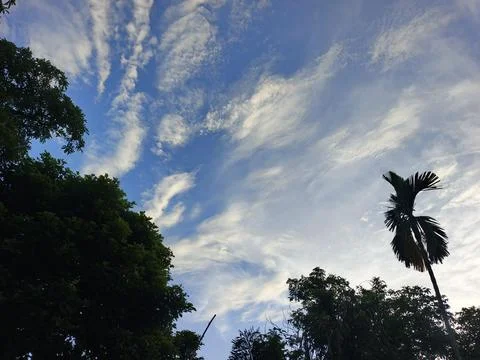 Blue Sky With Wispy Clouds Above Tropical Trees Blue Sky With Wispy Clouds  Foto stock