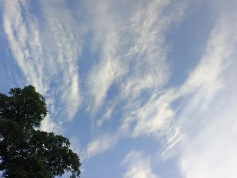 Blue Sky With Wispy Clouds Above Tropical Trees Blue Sky With Wispy Clouds  写真素材