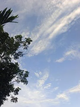 Blue Sky With Wispy Clouds Above Tropical Trees Blue Sky With Wispy Clouds  写真素材
