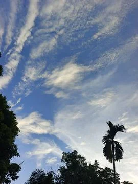 Blue Sky With Wispy Clouds Above Tropical Trees Blue Sky With Wispy Clouds  Foto stock