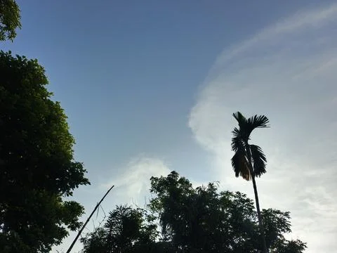Blue Sky With Wispy Clouds Above Tropical Trees Blue Sky With Wispy Clouds  Photos