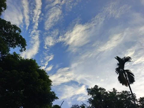 Blue Sky With Wispy Clouds Above Tropical Trees Blue Sky With Wispy Clouds  Stock Photos