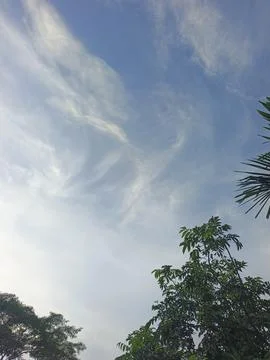 Blue Sky With Wispy Clouds Above Tropical Trees Blue Sky With Wispy Clouds  写真素材