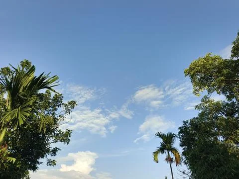 Blue Sky With Wispy Clouds Above Tropical Trees Blue Sky With Wispy Clouds  Stock Photos