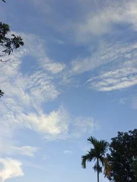 Blue Sky With Wispy Clouds Above Tropical Trees Blue Sky With Wispy Clouds  Stock Photos